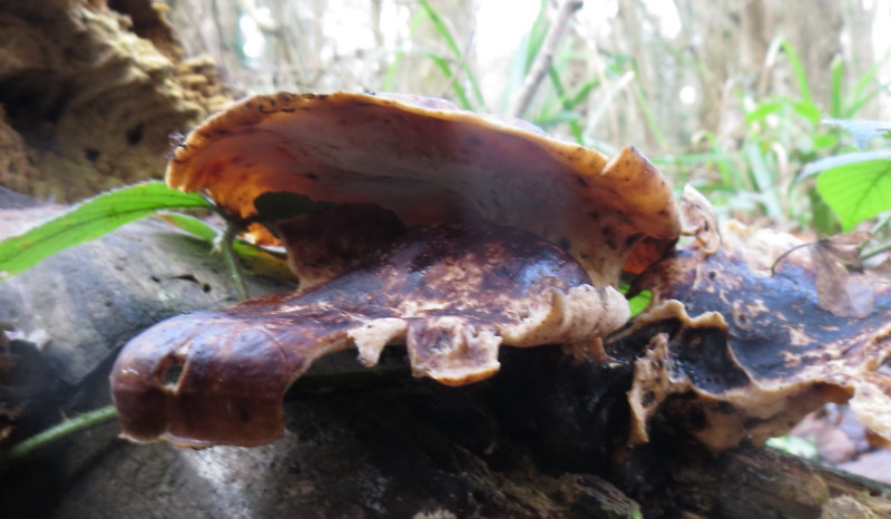 Brown fungus on log