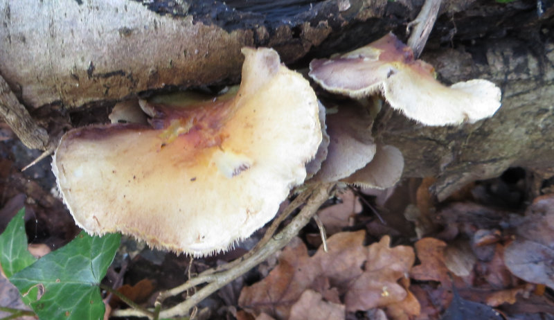 Pale brown fungus on log