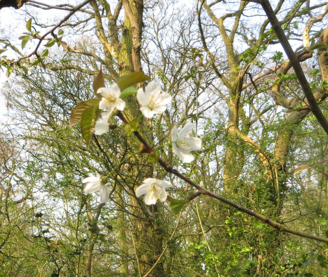 Sloe Blossom