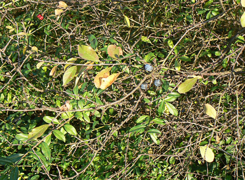 Blackthorn foliage and fruit