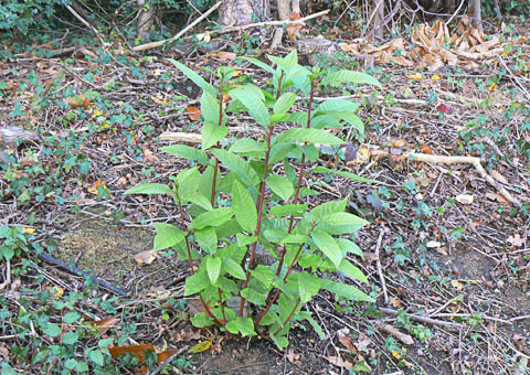 Chestnut rapid regrowth
