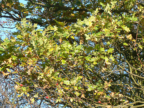 Common Oak Foliage