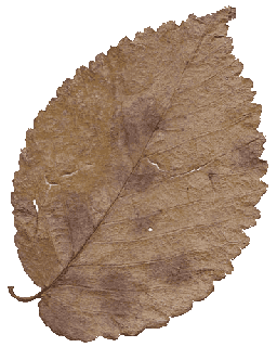 English Elm leaf