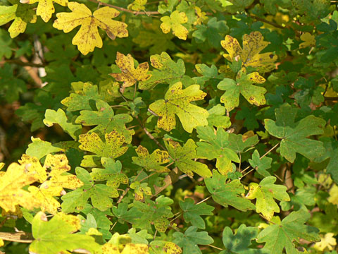 Field Maple Foliage