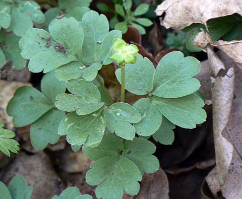 Moschatel or Town Hall Clock