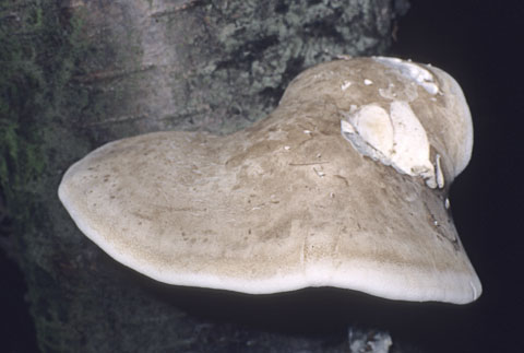 Birch Bracket Fungus