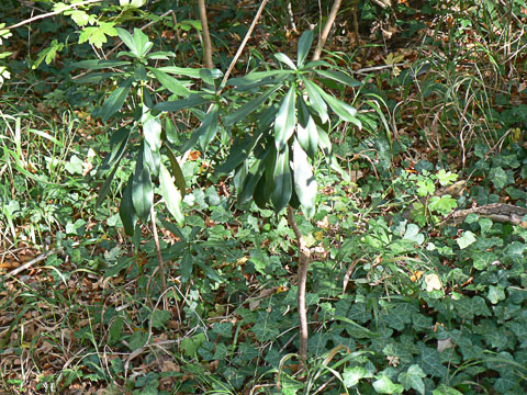 Spurge Laurel in Coombe Wood
